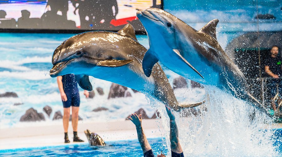 Dolphinarium Dolphin Show 